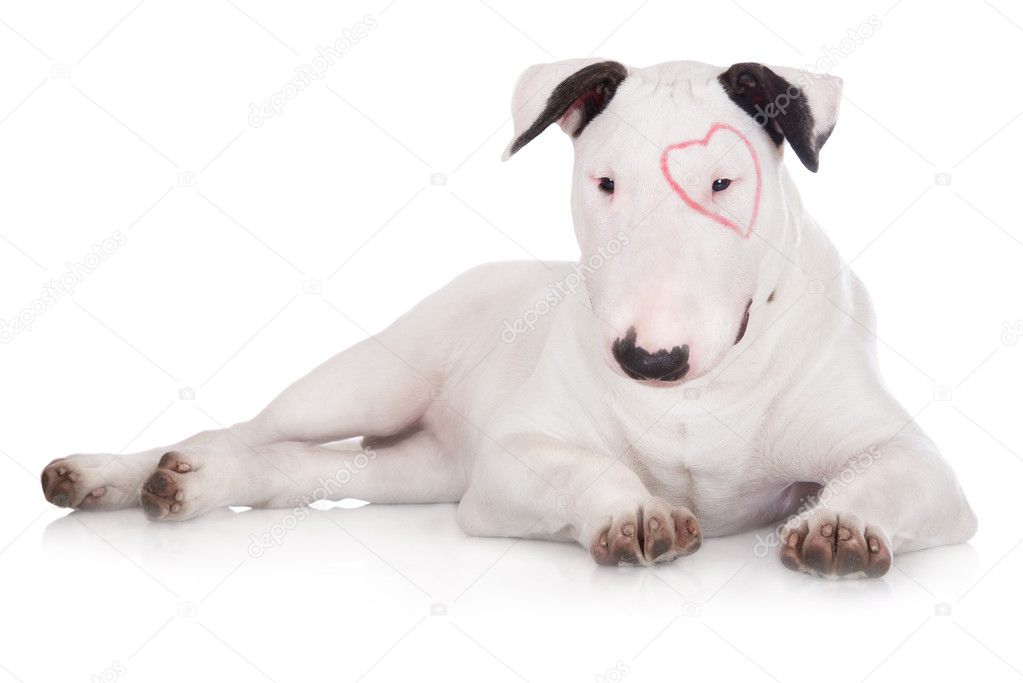 English bull terrier puppy