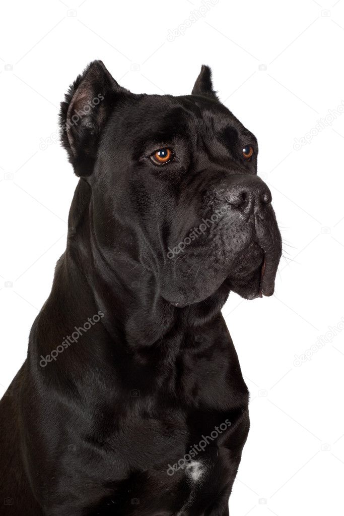 Black cane corso dog