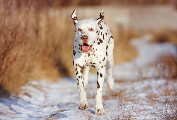 Cão dálmata ao ar livre no inverno — Fotografia de Stock