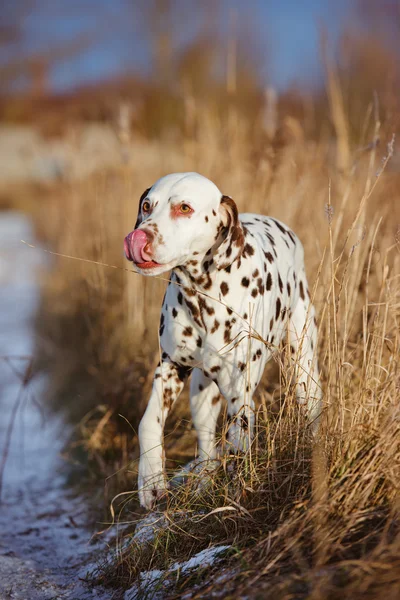 Cane dalmata all'aperto in inverno — Foto Stock