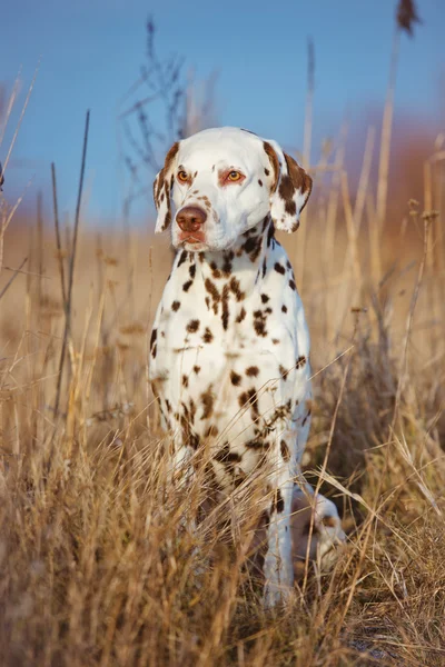 Dalmatian dog outdoors in winter — Stock Photo, Image