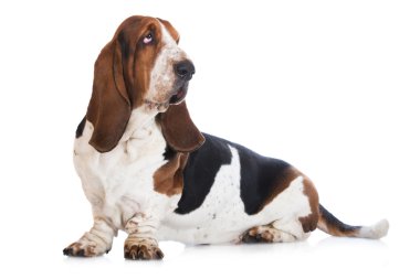 Basset av köpeği beyaz