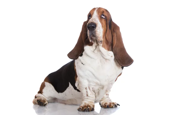 Basset hound dog op wit — Stockfoto