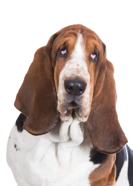 Basset hound dog na biały — Zdjęcie stockowe