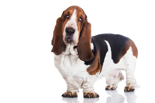 Basset Hund auf weiß — Stockfoto