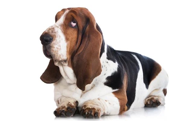Basset cane mastino su bianco — Foto Stock