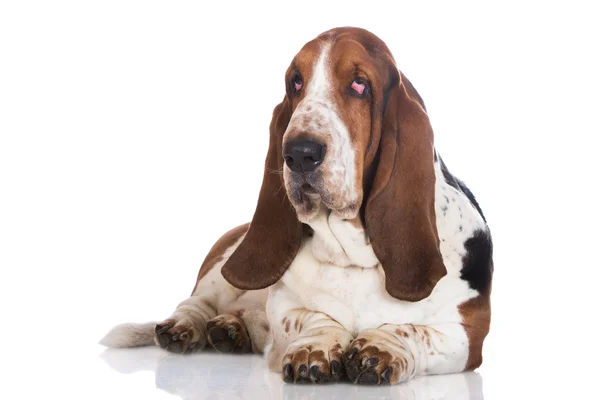 Basset Hund auf weiß — Stockfoto