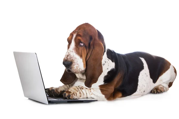 Dog working on a computer — Stock Photo, Image
