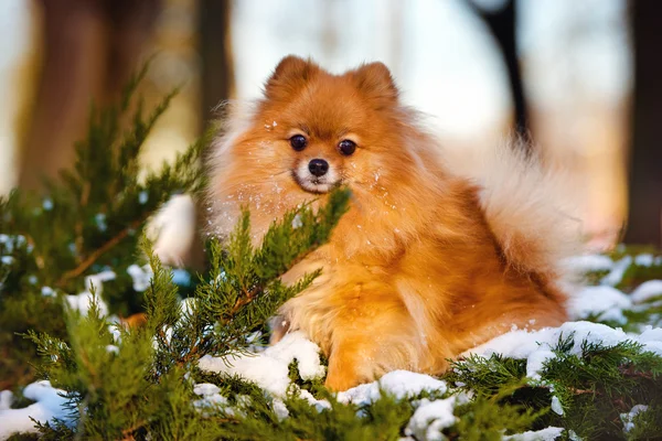 Roter Pommerscher Spitzhund im Winter draußen — Stockfoto