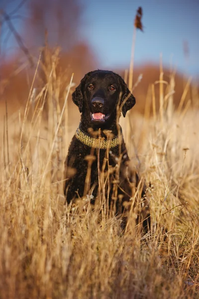 Negro rizado perro recuperador recubierto — Foto de Stock