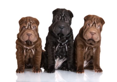 shar pei kukla