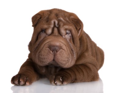shar pei kukla