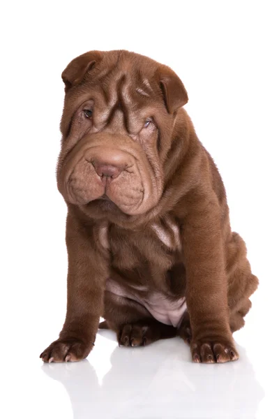 Shar pei cuccioli — Foto Stock