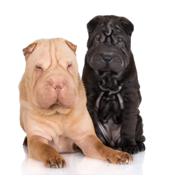 Shar pei hund med en valp — Stockfoto