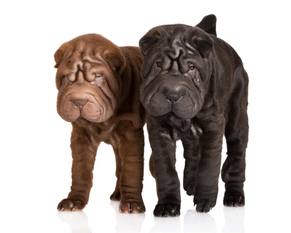 Shar-pei kiskutyák — Stock Fotó