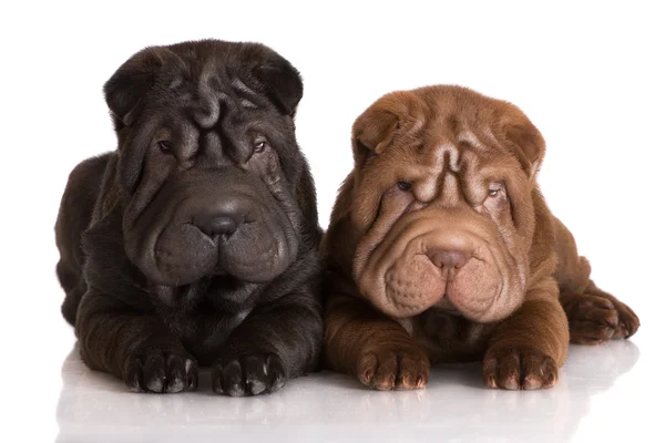 Shar pei puppies — Stock Photo, Image