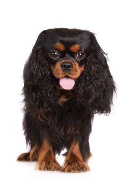 Şövalye Kral Charles Spaniel köpeği
