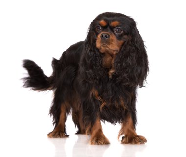 Şövalye Kral Charles Spaniel köpeği