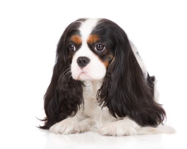 Şövalye Kral Charles Spaniel köpeği