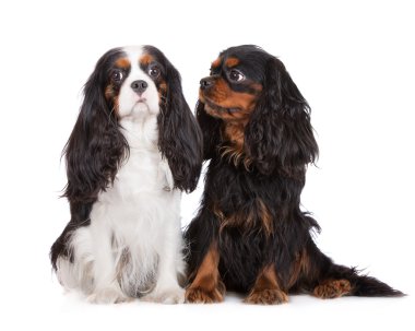 Cavalier king charles spaniel dogs together on white clipart