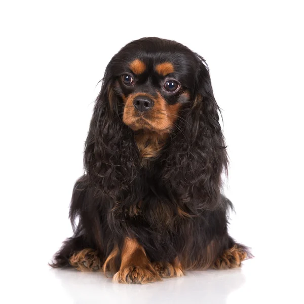 Negro y bronceado caballero rey charles spaniel perro — Foto de Stock