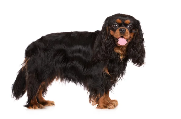 Cavalier Koning Charles Spaniel hond — Stockfoto