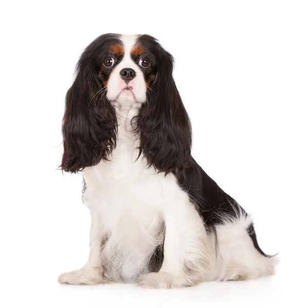 Cavalier King Charles Spaniel cane — Foto Stock