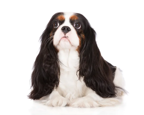 Kavalier King Charles Spaniel Hund — Stockfoto