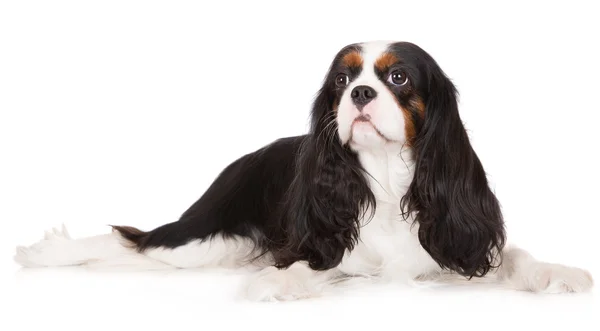 Kavalier King Charles Spaniel Hund — Stockfoto