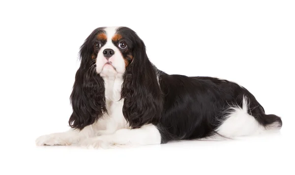 Cavalier Koning Charles Spaniel hond — Stockfoto