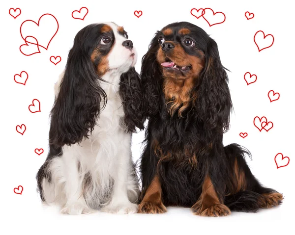 Cavalier king charles spaniel dogs together on white — Stock Photo, Image
