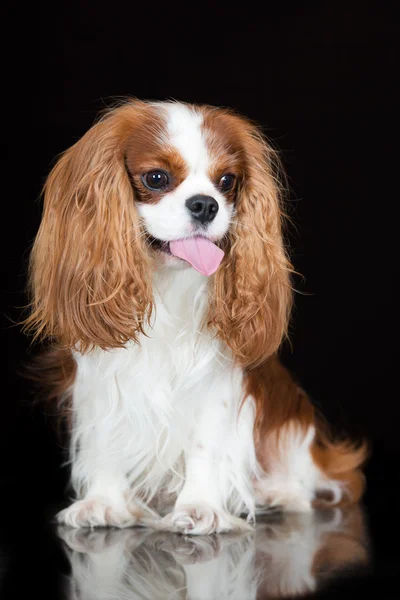 Кавалер король Чарльз Спанієль собака — стокове фото