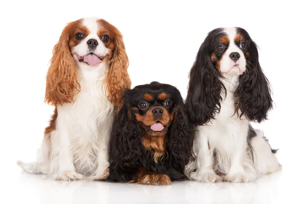 Cavalier king charles spaniel dogs together on white — Stock Image Cavalier king charles spaniel dogs together on white Royalty Free Stock Images