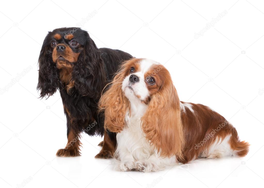 Two cavalier king charles spaniel dogs