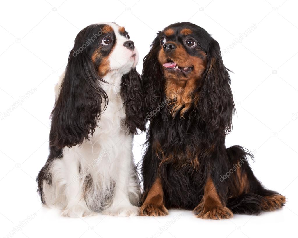 Cavalier king charles spaniel dogs together on white