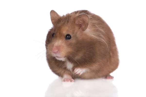 Adorable hamster syrien — Photo