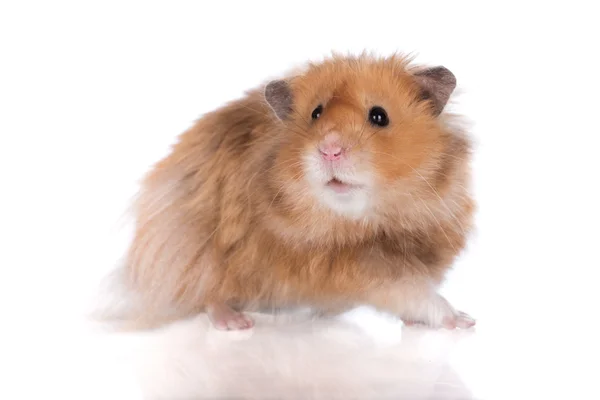 Adorable syrian hamster — Stock Photo, Image