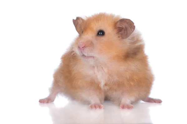 Adorable hamster syrien — Photo