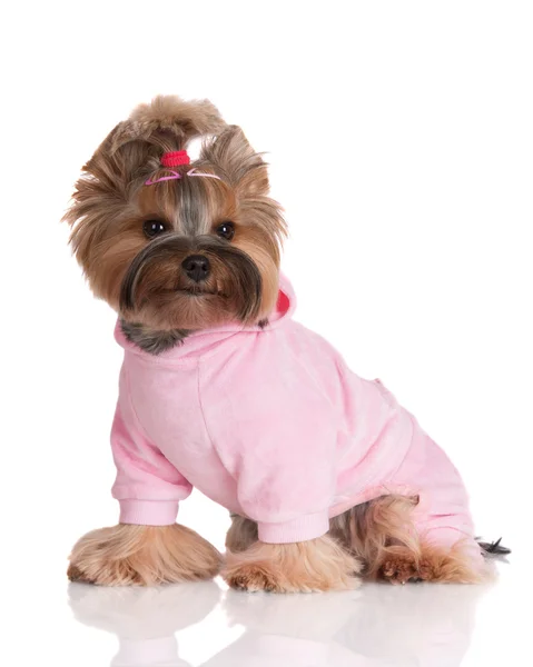 Yorkshire terrier dog — Stock Photo, Image