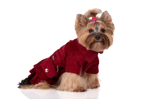 Yorkshire Terrier chien — Photo