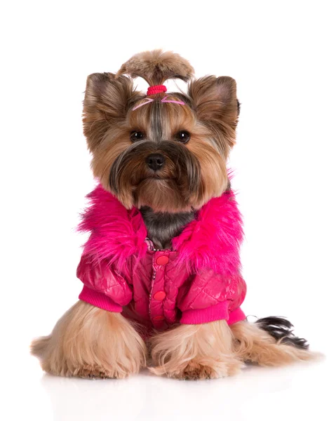 Yorkshire Terrier köpeği. — Stok fotoğraf