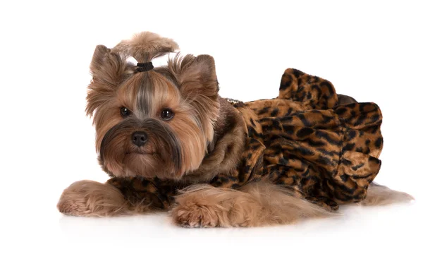 Yorkshire Terrier köpeği. — Stok fotoğraf