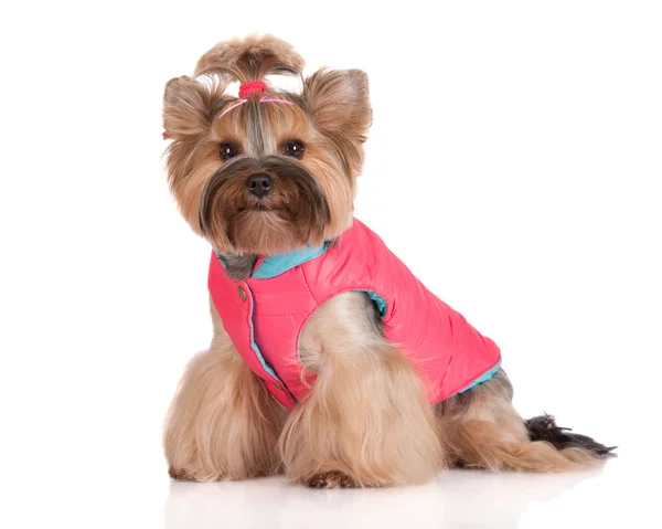 Pies z Yorkshire Terrier — Zdjęcie stockowe