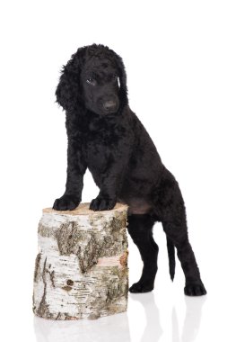Kıvırcık kaplamalı retriever köpek yavrusu