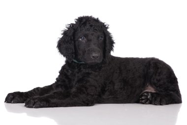 Kıvırcık kaplamalı retriever köpek yavrusu