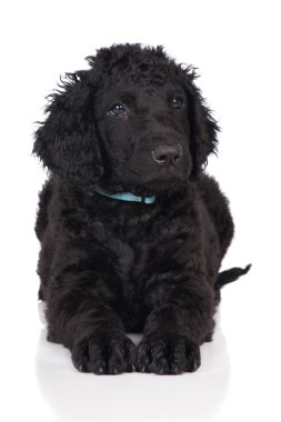 Kıvırcık kaplamalı retriever köpek yavrusu