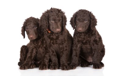 Kıvırcık kaplamalı retriever yavruları