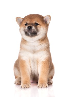 Kırmızı shiba Inu köpek yavrusu