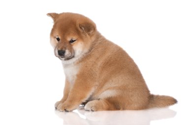 Kırmızı shiba Inu köpek yavrusu