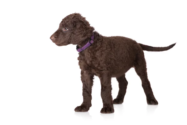 Curly coated retriever pup — Stockfoto